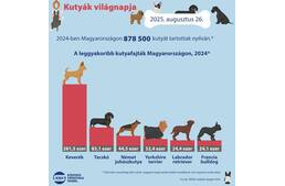 Kutyás statisztikát közölt a KSH 