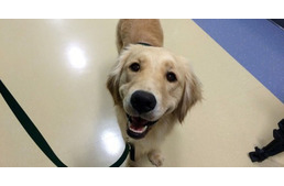 Állást kapott egy kutya egy gyermekkórházban