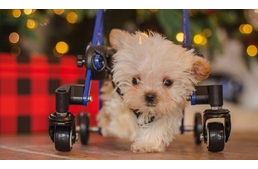 Karácsonyi csoda: miniatűr kutyakocsija segítségével önállóan járhat a pici kölyök
