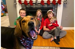 Beletrollkodott a családi fotókba a kutya – így lett tökéletes a karácsonyi képeslap