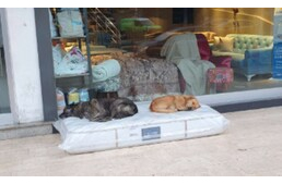 Kényelmes matracon alhatnak a kóbor kutyák egy törökországi bútorboltnak hála