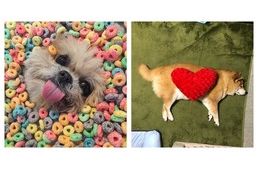Kutyák, akik Instagram celebek lettek
