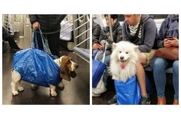 Így játszák ki a New York-i kutyások a metró szabályait