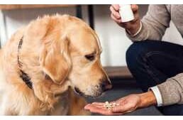 Hogyan adjuk be kutyánknak a gyógyszert? 12 tipp a cél eléréséhez