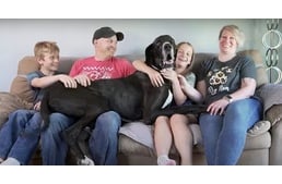 Új kutyás Guinness rekord született: ő a legnagyobb kutya!