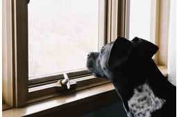 Kezdődik a suli – Így készítsd fel kutyádat a változásra