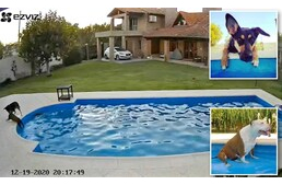 Igaz barát - Kihúzta a medencébe esett 14 éves vak pajtását a bátor kutya