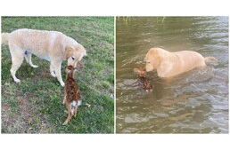 Kimentette a vízben fuldokló őzgidát a kutya - a kicsi másnap visszatért, hogy megköszönje