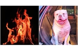Kimentette családját a tűzből a hős kutya, mielőtt otthonuk leégett volna