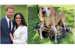 Kísérleti telepről mentett öregecske beagle-t fogadott örökbe Harry herceg és Meghan Markle