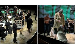 Három kutya ugatása színesítette Mozart Vadászszimfóniáját a koppenhágai előadáson