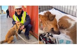 Konténerbe zárt kutyára bukkant a partiőrség – kiderült, hogy kölyköket vár