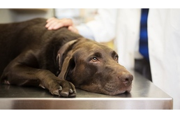Koronavírus - a kutyámat is veszélyezteti a betegség?