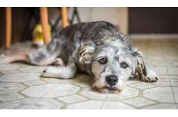 Székrekedés kutyáknál - Nagy bajt okozhat, ha krónikussá válik