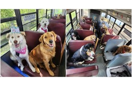 Ilyen szuper iskolabusszal járnak kirándulni a kutyák - és mind imádják!