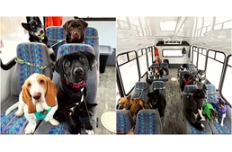 Különleges kutyabusszal viszik a kedvenceket kirándulni egy alaszkai kisvárosban