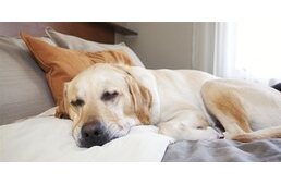 Különös betegségek kutyáknál: a narkolepszia és a kataplexiás rosszullét