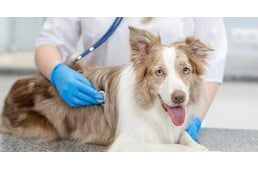 Kutya az állatorvosnál – A szűrővizsgálatok jelentősége
