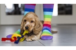 Kutyadolgok - Mitől olyan jó a gazdi lábán rágcsálni kedvenc játékukat?