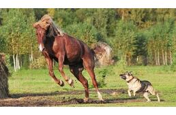 Szokatlan játszópajtások - A kutyák és a lovak képesek egymásra hangolódni játék közben