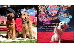 Kutyák százai nézték meg a legújabb Mancs őrjárat mozifilmet, és ezzel rekordot döntöttek