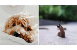 Kutyákra veszélyes betegséget hordozhatnak a meztelencsigák