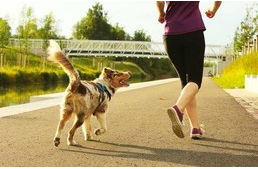 Kutyával futnál? Ez a 16 fajta hosszú távon is remek futópartner lehet