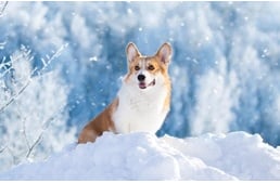 Kutyatartás télen - Mi számít túl hidegnek a sétához és a kintléthez?