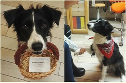 Terápiás kutya segíti az egyik fogászat pácienseit Egerben