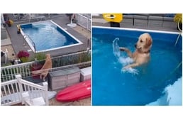 Lebukott a kutya, amikor átlógott a szomszédba, hogy pancsoljon a medencében