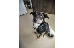 Izlandi kutyát találtak Magyarországon