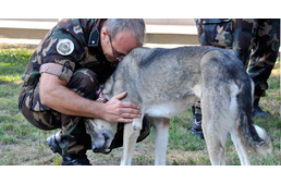 Magyar katonák mentettek meg egy kóbor kutyát Afganisztánban
