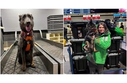 Egy mentett kutya is segíti a magyar mentőegységeket Törökországban