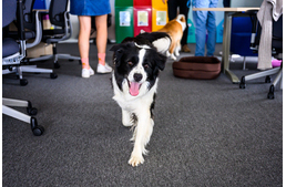 Így készítsük fel négylábú kedvenceinket az irodában töltött időre - Hasznos tippek Korom Gábor kutyatrénertől