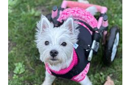 Kutyakocsikat adományoz mozgássérült társainak a bájos Westie
