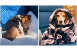 Megható az idős beagle hálája, aki sokévnyi elhanyagolás után végre szeretetben él új otthonában