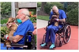 Életmentő kutya: segítséget hívott a csivava idős gazdájának, aki stroke-ot kapott