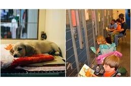 Menhelyi kutyáknak olvastak meséket az állatbarátok a július 4-i tűzijáték alatt