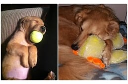 Miért alszik el a kutyám a játékával a szájában?