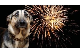 Miért félnek egyes kutyák a hangos zajoktól és a tűzijátéktól, míg mások nem?