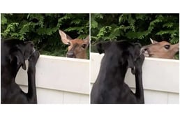 Minden nap meglátogatja a kutyát a szarvas, mióta összebarátkoztak a kerítésen át