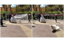 Mindenki imádja a kutyát, aki a menyasszonyi fátyollal szaladgált az esküvői fotózáson