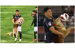 Mindenki imádta a kutyát, aki berobbant a pályára, hogy ellopja a focilabdát
