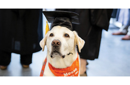 Doktorrá avatták a terápiás kutyát, aki több száz hallgatónak segített már az egyetemen