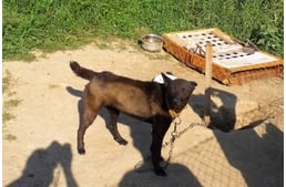 Nyári hőségben víz és élelem nélkül, láncra kötve tartotta kutyáit: vádat emeltek ellene
