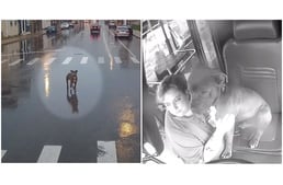 Napi kedvesség - Beengedte a buszsofőr a járműbe a szakadó eső elől menekülő kutyát