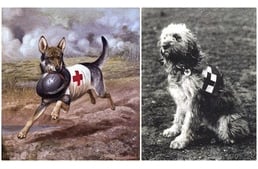 Négylábú életmentők a világháborúban: a vöröskeresztes kutyák