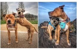 Szívmelengető barátság: négylábú társa segíti a menhelyről befogadott vak kutyát