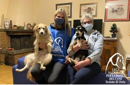 Megható örökbefogadás - Együtt talált otthonra a járvány miatt elárvult két idős kutyus