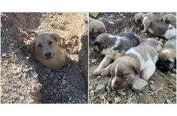 Nyakig betemetve találtak rá egy kutyára - aztán kétségbeesett nyüszítést hallottak a föld alól